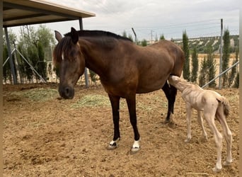 PRE Mix, Stallone, 1 Anno, 170 cm, Perlino