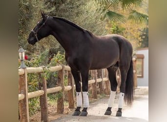 PRE, Stallone, 1 Anno, 173 cm, Baio scuro