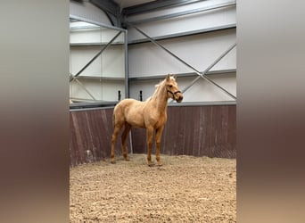 PRE, Stallone, 1 Anno, Palomino