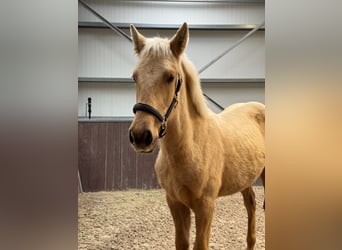 PRE, Stallone, 1 Anno, Palomino