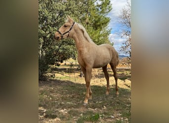 PRE, Stallone, 1 Anno, Palomino