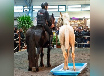 PRE, Stallone, 1 Anno, Palomino