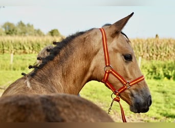 PRE, Stallone, 2 Anni, 138 cm, Pelle di daino
