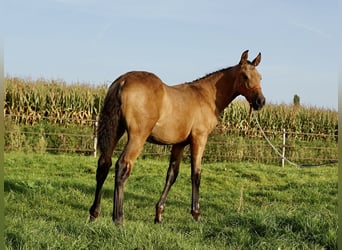 PRE, Stallone, 2 Anni, 138 cm, Pelle di daino