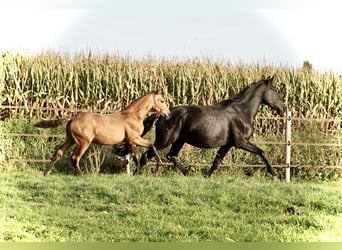 PRE, Stallone, 2 Anni, 138 cm, Pelle di daino