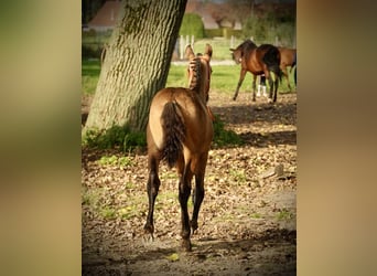 PRE, Stallone, 2 Anni, 138 cm, Pelle di daino
