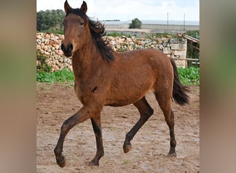PRE, Stallone, 2 Anni, 152 cm, Baio