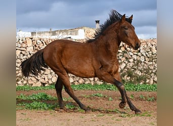 PRE, Stallone, 2 Anni, 152 cm, Baio