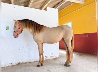 PRE Mix, Stallone, 2 Anni, 152 cm, Pearl