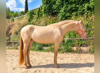 PRE Mix, Stallone, 2 Anni, 152 cm, Pearl