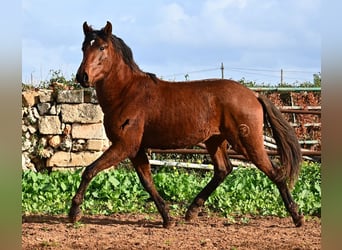 PRE Mix, Stallone, 2 Anni, 154 cm, Baio