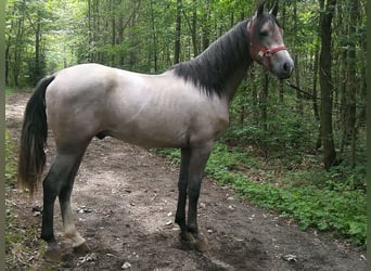 PRE Mix, Stallone, 2 Anni, 154 cm, Grigio