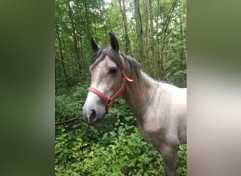 PRE Mix, Stallone, 2 Anni, 154 cm, Grigio