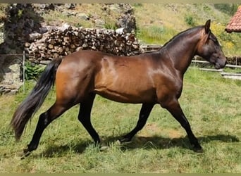 PRE, Stallone, 2 Anni, 155 cm, Baio nero