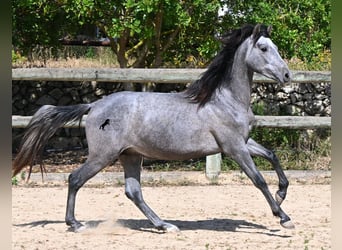 PRE Mix, Stallone, 2 Anni, 155 cm, Grigio