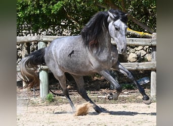 PRE Mix, Stallone, 2 Anni, 155 cm, Grigio