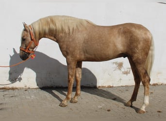 PRE, Stallone, 2 Anni, 155 cm, Palomino