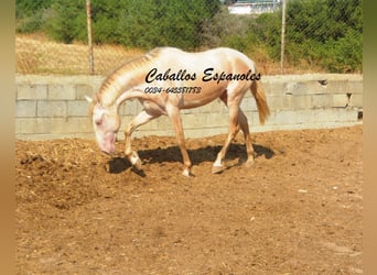 PRE Mix, Stallone, 2 Anni, 155 cm, Perlino