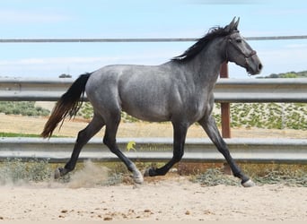 PRE, Stallone, 2 Anni, 156 cm, Grigio