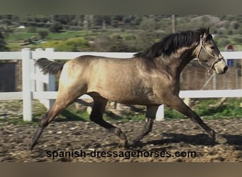 PRE Mix, Stallone, 2 Anni, 156 cm, Pelle di daino