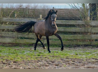 PRE, Stallone, 2 Anni, 157 cm, Grigio