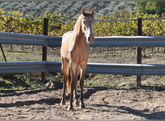 PRE, Stallone, 2 Anni, 157 cm, Pearl