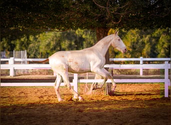PRE Mix, Stallone, 2 Anni, 157 cm, Perlino