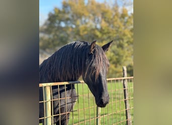 PRE, Stallone, 2 Anni, 158 cm, Morello