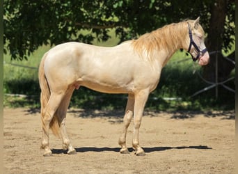 PRE Mix, Stallone, 2 Anni, 158 cm, Perlino