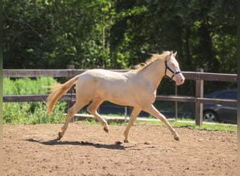 PRE Mix, Stallone, 2 Anni, 158 cm, Perlino