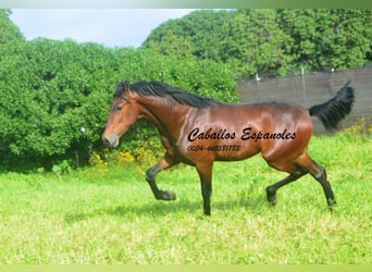 PRE Mix, Stallone, 2 Anni, 159 cm, Baio