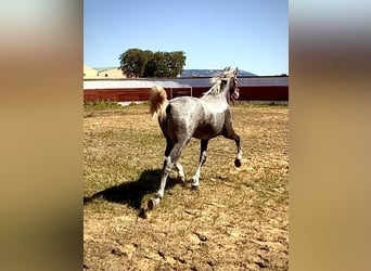 PRE, Stallone, 2 Anni, 159 cm, Grigio