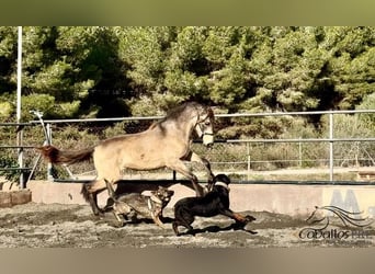 PRE Mix, Stallone, 2 Anni, 159 cm, Pelle di daino