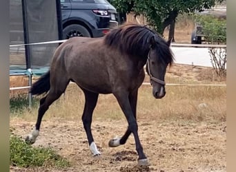 PRE, Stallone, 2 Anni, 160 cm