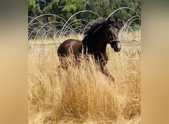 PRE, Stallone, 2 Anni, 160 cm