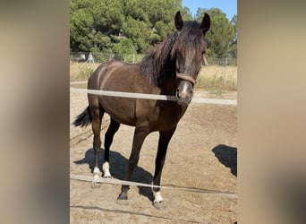 PRE, Stallone, 2 Anni, 160 cm