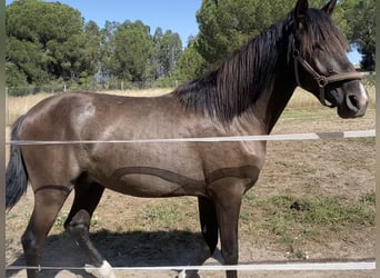 PRE, Stallone, 2 Anni, 160 cm