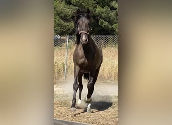 PRE, Stallone, 2 Anni, 160 cm