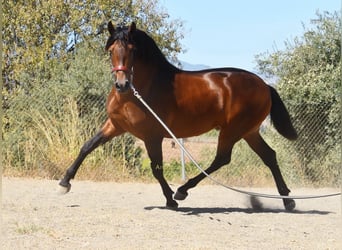 PRE, Stallone, 2 Anni, 160 cm, Baio