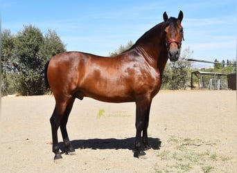 PRE, Stallone, 2 Anni, 160 cm, Baio