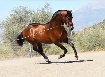 PRE, Stallone, 2 Anni, 160 cm, Baio
