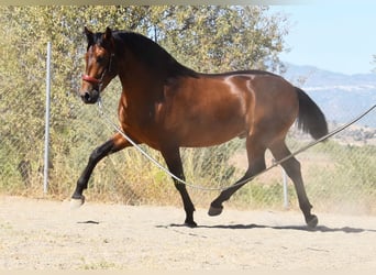 PRE, Stallone, 2 Anni, 160 cm, Baio