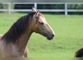 PRE, Stallone, 2 Anni, 160 cm, Falbo baio