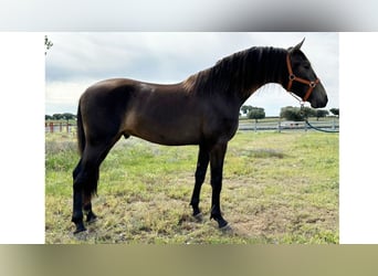PRE Mix, Stallone, 2 Anni, 160 cm, Falbo