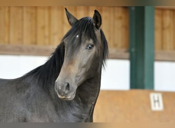 PRE, Stallone, 2 Anni, 160 cm, Grigio