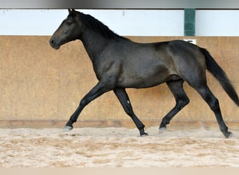 PRE, Stallone, 2 Anni, 160 cm, Grigio