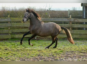 PRE, Stallone, 2 Anni, 160 cm, Grigio