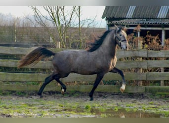 PRE, Stallone, 2 Anni, 160 cm, Grigio