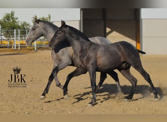 PRE, Stallone, 2 Anni, 160 cm, Grigio ferro