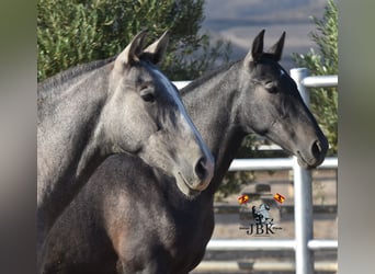 PRE, Stallone, 2 Anni, 160 cm, Grigio ferro